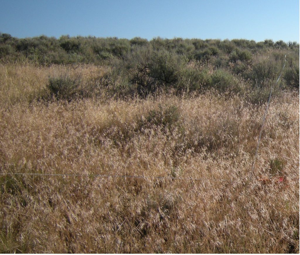 Cheatgrass expansion into sagebrush poses a significant threat to livestock grazing and wildlife habitat. 