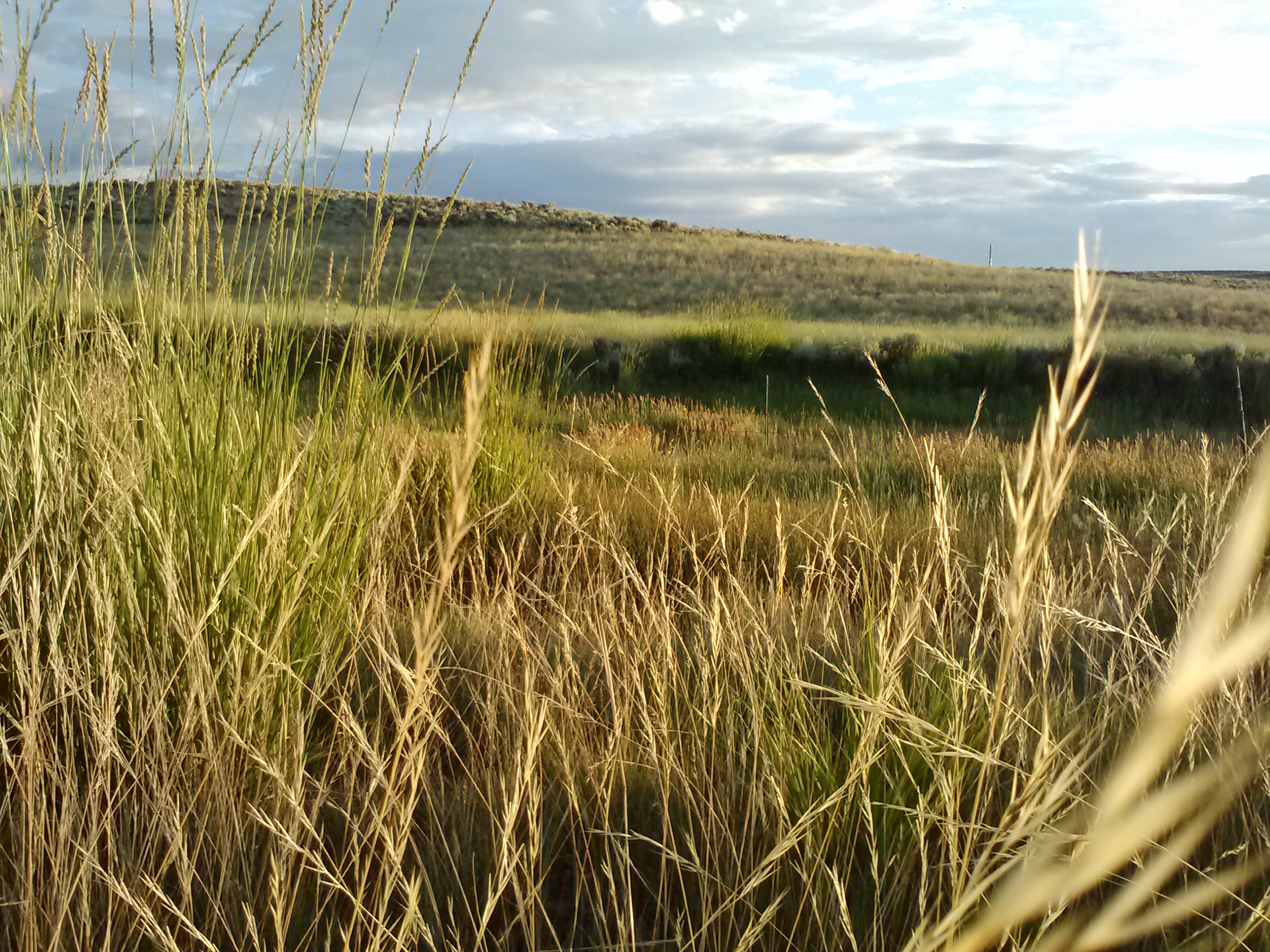 Colorado Hay Report Range Management