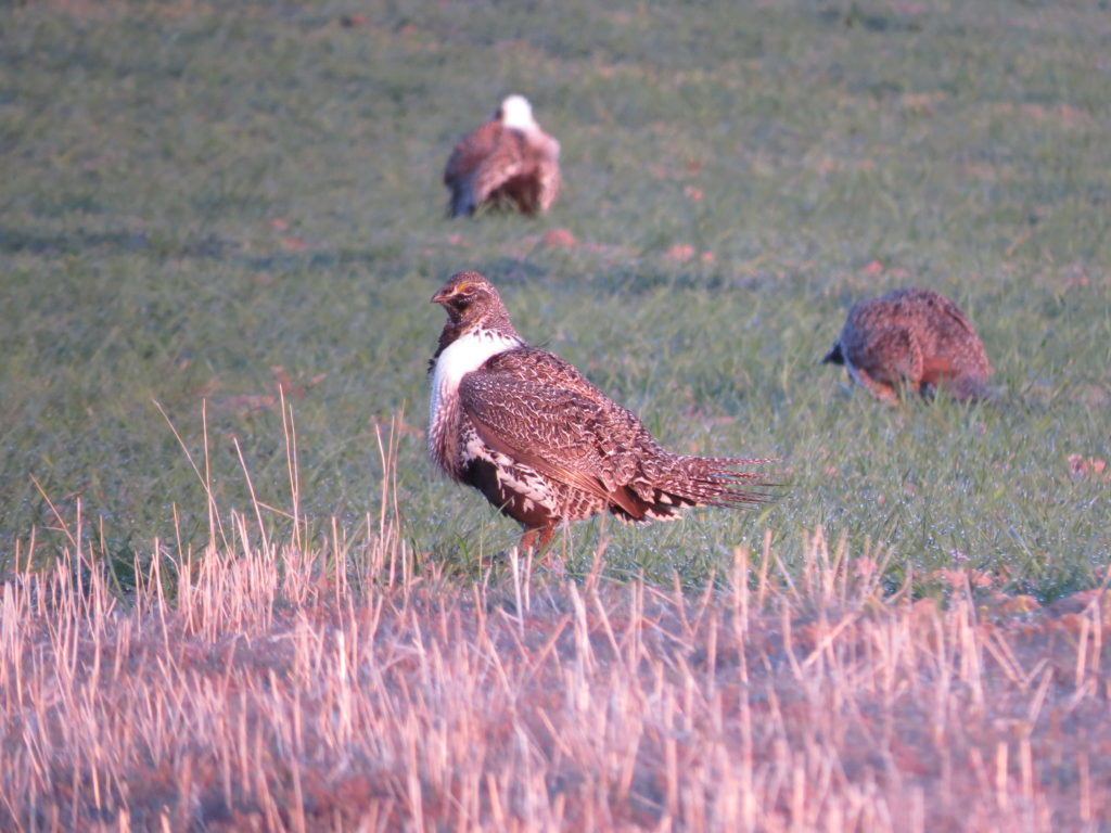 Male sage-grouse strutting at dawn on a lek