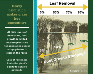 Infographic showing how defoliation impacts root growth. High stocking rates can inhibit or stock root growth in grasses. 