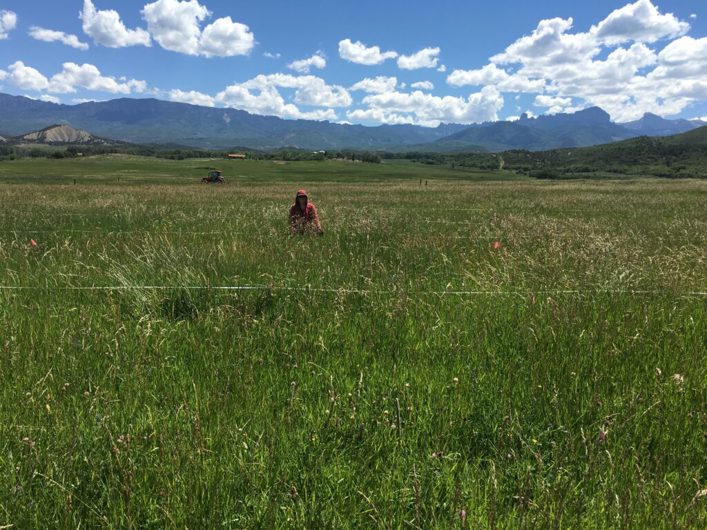A person sits in a pasture clipping grass 