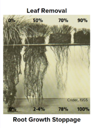 Stocking rate & carrying capacity – Range Management