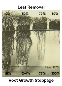 Stocking rate & carrying capacity – Range Management